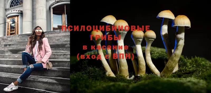 купить   Аркадак  Псилоцибиновые грибы Psilocybe 